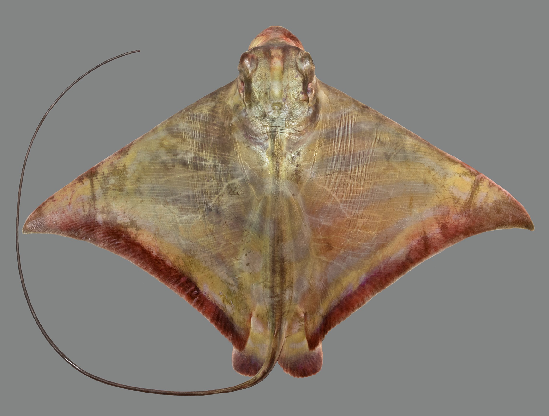 Aetomylaeus nichofii, female, 54 cm DW, Qatar; S.V. Bogorodsky